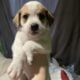 Puppies in need of forever loving homes