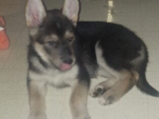 11 WEEK OLD SHEPPARD/HUSKY PUPPIES!!!!
