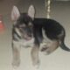 11 WEEK OLD SHEPPARD/HUSKY PUPPIES!!!!