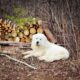 Great Pyrenees Puppies