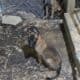 Belgian Malinois puppies