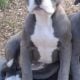 Blue and white female F1 Olde English Bulldogge