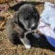 Great Pyrenees mix puppies