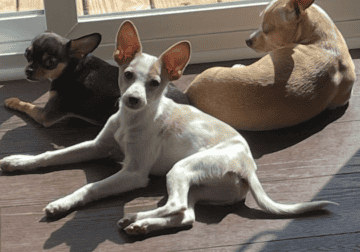 Chihuahua