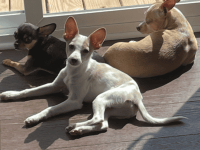 Chihuahua