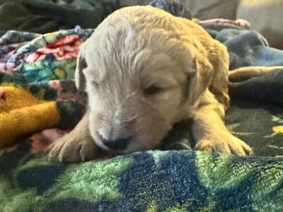 Precious Goldendoodle puppy- red