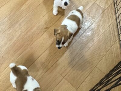 NKC Jack Russell Terriers