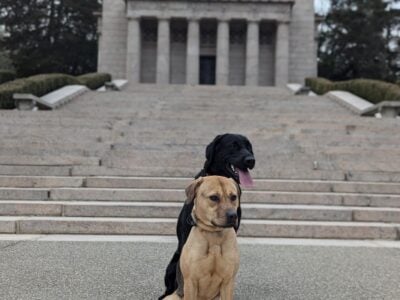 Trained, Mixed Breed