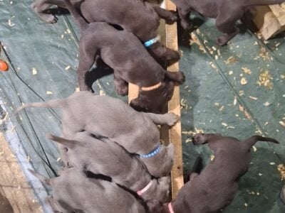 AKC Chocolate and Silver Labs