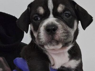 American Bully Puppies