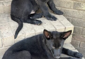 Valentine Female Black German Shepherd puppy