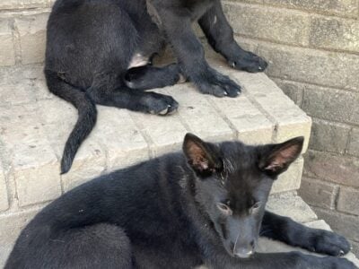 Valentine Female Black German Shepherd puppy