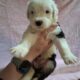 Old English Sheepdog Puppies
