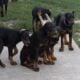 Doberman Puppies