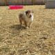 Meet KONA- Rough Collie Puppy 8 weeks