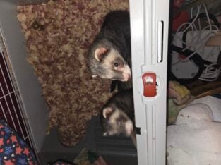Bonded Male Ferrets (2)