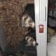 Bonded Male Ferrets (2)