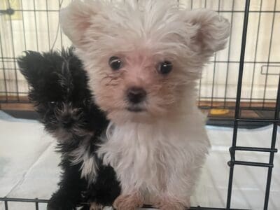 Morkie Poo puppies ready for new home