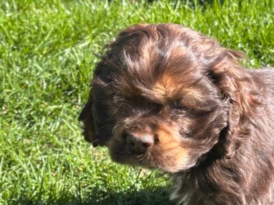 AKC Cocker Spaniel Puppies