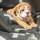 AKC registered-Top Quality-English bulldog pups