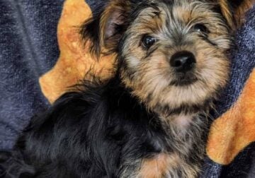 Morkie Boy Blue