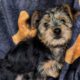 Morkie Boy Blue