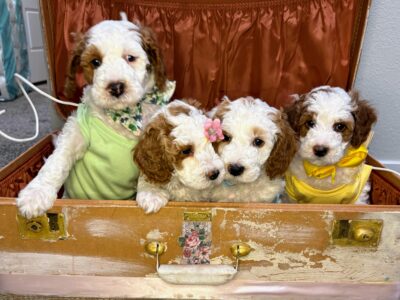 Mini Tri-Color Parti Poodle Puppies 15-20 lbs