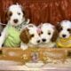 Mini Tri-Color Parti Poodle Puppies 15-20 lbs
