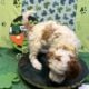 Mini Tri-Color Parti Poodle Puppies 15-20 lbs