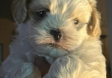 Maltipoo Puppies – 2 males