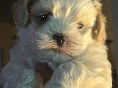 Maltipoo Puppies – 2 males
