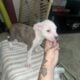 Full breed American Staffordshire Puppies