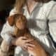 Dachshund Female Puppy