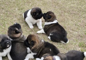Akita Puppies