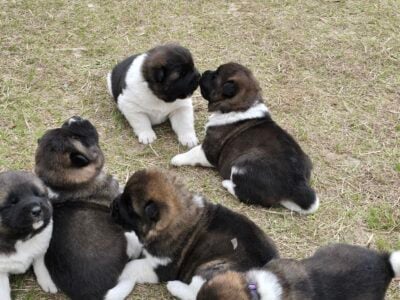 Akita Puppies