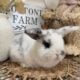 Holland lop x mini plush lop bunnies