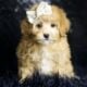 Midge F1B Maltipoo