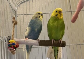 2 Parakeets With Cage