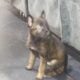Belgian Malinois puppies