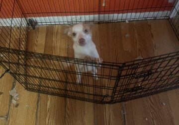 Last boy Chihuahua