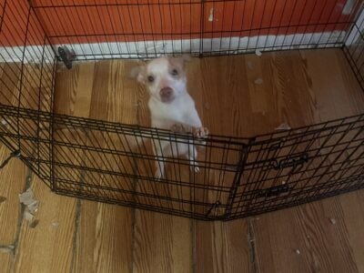 Last boy Chihuahua