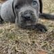 Puppies are ready to go now . They come with paper
