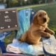 AKC Golden Retriever Puppies