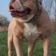 Blue and white female F1 Olde English Bulldogge