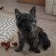 AKC Cairn Terrier, male 8 mo