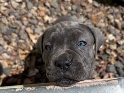 MA MN Cane corso puppies
