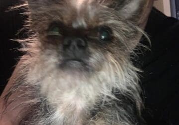 4 year old yorkie terrier mix