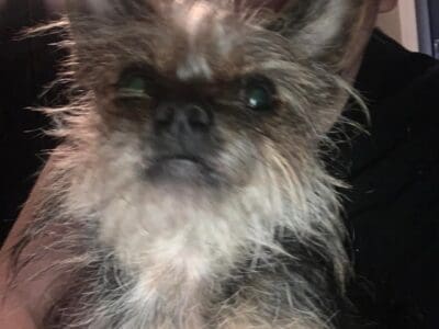 4 year old yorkie terrier mix