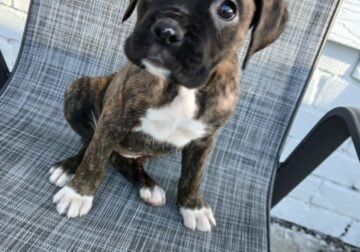 Boxer Puppies
