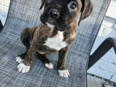 Boxer Puppies